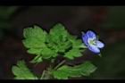 波斯婆婆納26.JPG