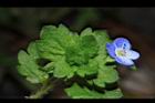 波斯婆婆納28.JPG
