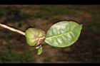 阿薩姆茶-實03.JPG