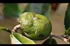 阿薩姆茶-實06.JPG