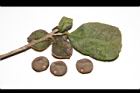 阿薩姆茶-種子05.JPG