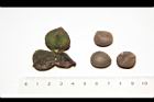 阿薩姆茶-種子17.JPG