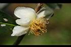 阿薩姆茶-花11.JPG