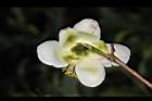 阿薩姆茶-花背00.JPG