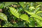阿薩姆茶-葉00.JPG