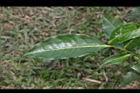 阿薩姆茶-葉正01.JPG