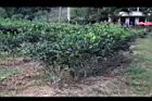 阿薩姆茶02.JPG