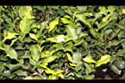 阿薩姆茶11.JPG