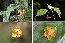 阿里山五味子-雄花1.jpg