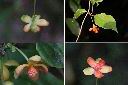 阿里山五味子-雄花2.jpg