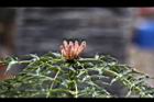 阿里山十大功勞-花苞0.jpg