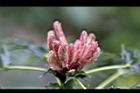 阿里山十大功勞-花苞1.jpg