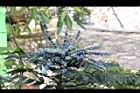 阿里山十大功勞-黑實1.jpg