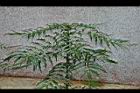 阿里山十大功勞17.jpg