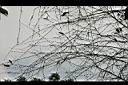 阿里山千金榆-枝0.jpg