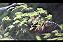 阿里山千金榆-雄花1.jpg