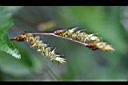 阿里山千金榆-雄花2.jpg