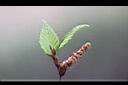阿里山千金榆-雄花3.jpg