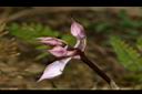 阿里山根節蘭-花苞01.JPG