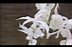 阿里山根節蘭-花12.JPG