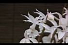 阿里山根節蘭-花13.JPG
