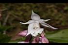 阿里山根節蘭-花19.JPG