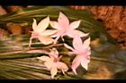 阿里山根節蘭-花37.JPG