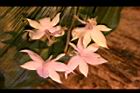阿里山根節蘭-花38.JPG
