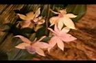阿里山根節蘭-花39.JPG