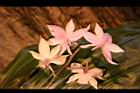 阿里山根節蘭-花40.JPG
