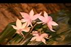 阿里山根節蘭-花41.JPG