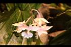 阿里山根節蘭-花48.JPG