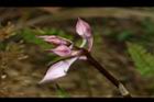 阿里山根節蘭-花苞00.JPG