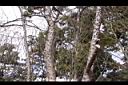 阿里山榆-樹皮11.JPG