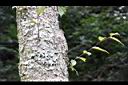 阿里山榆-莖皮2.jpg