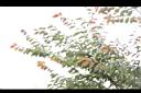 阿里山榆-葉01.jpg
