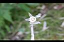 阿里山水晶蘭-花06.JPG