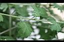 阿里山油菊-枝1.jpg