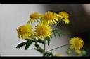 阿里山油菊-花1.jpg