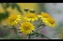 阿里山油菊-花3.jpg