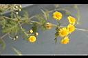 阿里山油菊-花7.jpg