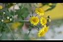 阿里山油菊-花8.jpg