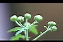 阿里山油菊-花苞0.jpg
