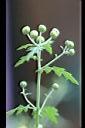 阿里山油菊-花苞1.jpg