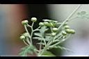 阿里山油菊-花苞2.jpg