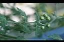 阿里山油菊-花苞3.jpg