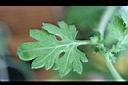 阿里山油菊-葉0.jpg