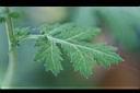 阿里山油菊-葉1.jpg
