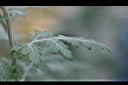 阿里山油菊-葉2.jpg