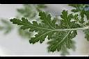 阿里山油菊-葉4.jpg
